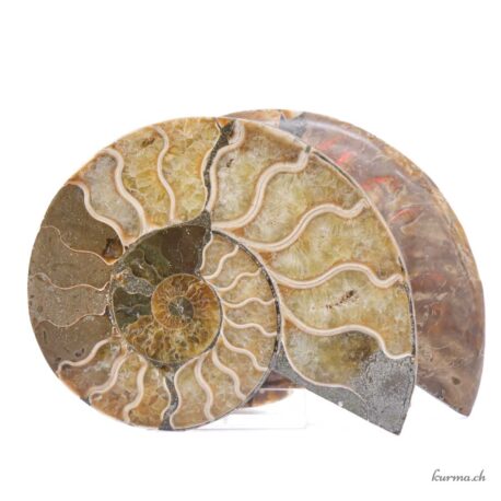 Ammonite opalisée paire - Minéraux - 250gr