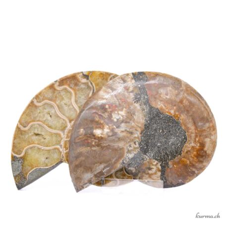 Ammonite opalisée paire - Minéraux - 250gr