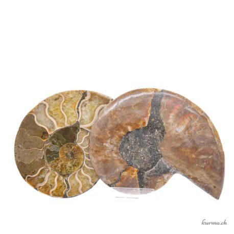 Ammonite opalisée paire - Minéraux - 250gr