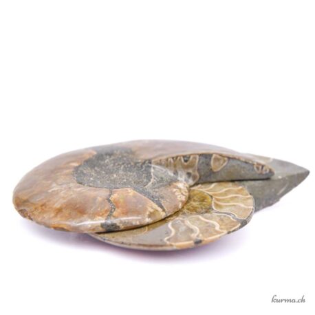 Ammonite opalisée paire - Minéraux - 250gr