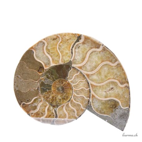 Ammonite opalisée paire - Minéraux - 250gr