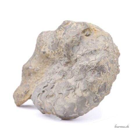 Minéraux Ammonite naturel 1270g - N°3191.3-2 disponible en ligne et dans la boutique Kûrma.