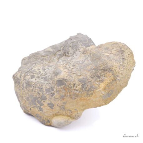 Minéraux Ammonite naturel 1270g - N°3191.3-4 disponible en ligne et dans la boutique Kûrma.