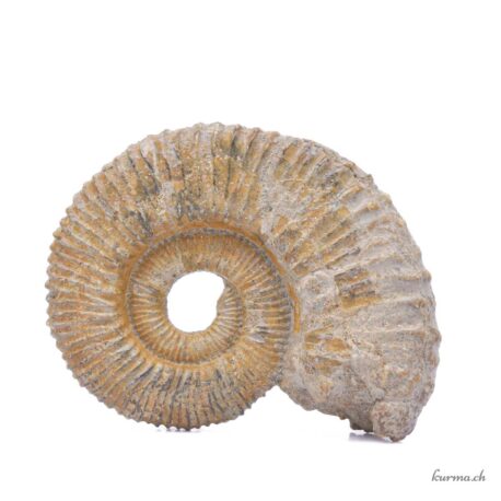 Ammonite naturelle