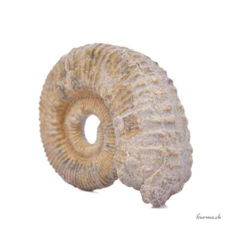 Minéraux Ammonite naturel 221g - N°3191.2-2 disponible en ligne et dans la boutique Kûrma.