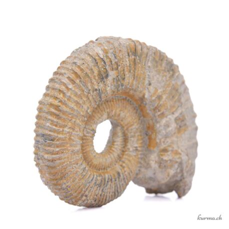 Minéraux Ammonite naturel 221g - N°3191.2-3 disponible en ligne et dans la boutique Kûrma.