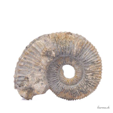 Minéraux Ammonite naturel 221g - N°3191.2-4 disponible en ligne et dans la boutique Kûrma.