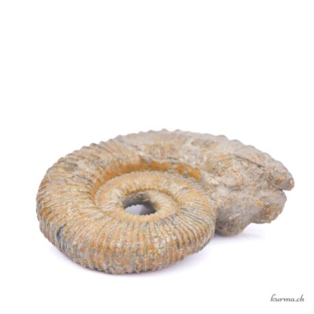 Minéraux Ammonite naturel 221g - N°3191.2-5 disponible en ligne et dans la boutique Kûrma.