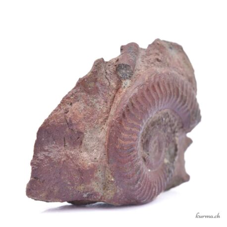 Minéraux Ammonite naturel 280g - N°3191.1-2 disponible en ligne et dans la boutique Kûrma.