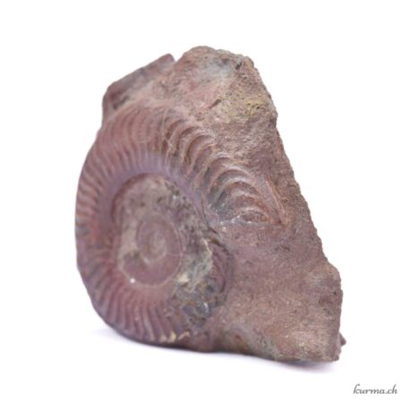 Minéraux Ammonite naturel 280g - N°3191.1-3 disponible en ligne et dans la boutique Kûrma.