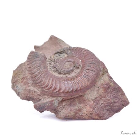 Minéraux Ammonite naturel 280g - N°3191.1-4 disponible en ligne et dans la boutique Kûrma.