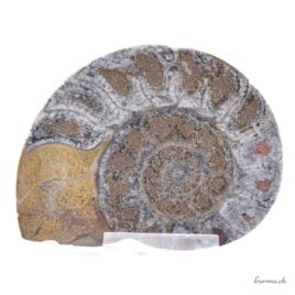 Ammonite paire - Minéraux - 279gr