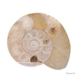 Ammonite paire - Minéraux - 314gr