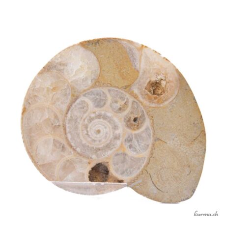 Ammonite paire - Minéraux - 314gr