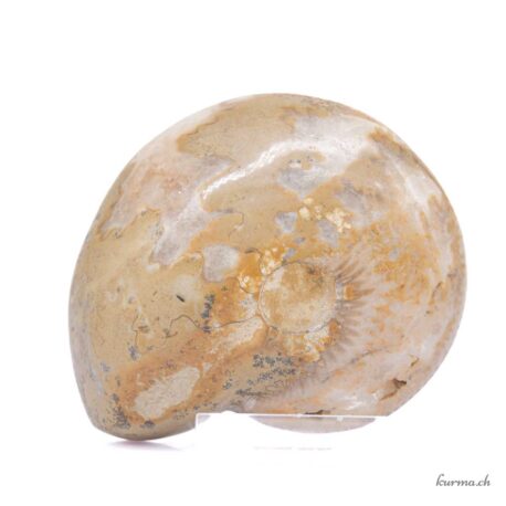 Ammonite paire - Minéraux - 314gr