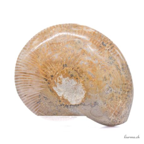 Ammonite paire - Minéraux - 314gr