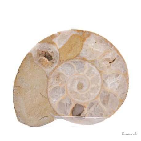 Ammonite paire - Minéraux - 314gr