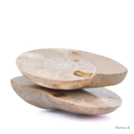 Ammonite paire - Minéraux - 314gr