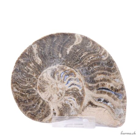 Ammonite paire - Minéraux - 391gr