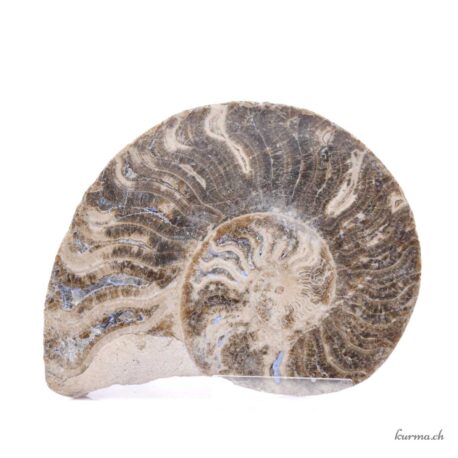 Ammonite paire - Minéraux - 391gr