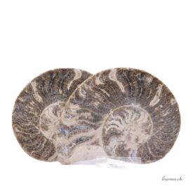 Ammonite paire - Minéraux - 391gr