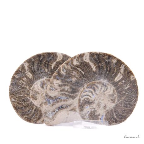 Ammonite paire - Minéraux - 391gr