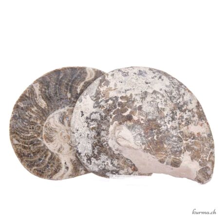 Ammonite paire - Minéraux - 391gr
