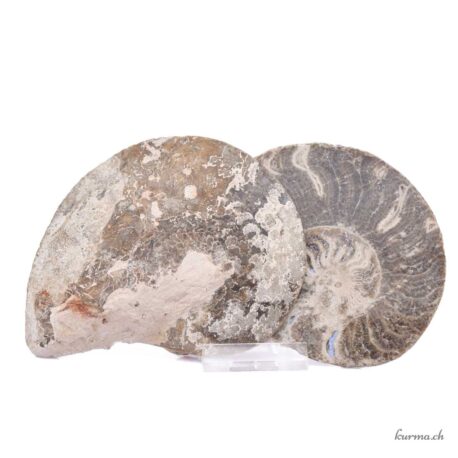 Ammonite paire - Minéraux - 391gr