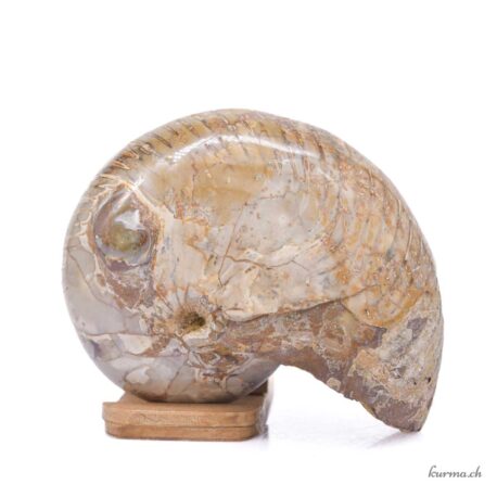 Ammonite nautilus