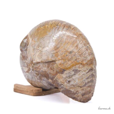 Minéraux Nautilus Fossilisé 851g - N°9102.24-2 disponible en ligne et dans la boutique Kûrma.