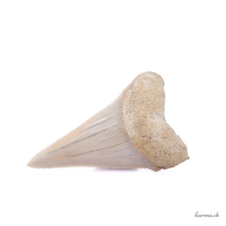 Dente di squalo - N°5933.15