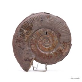 Ammonite brune - Minéraux - 2175gr