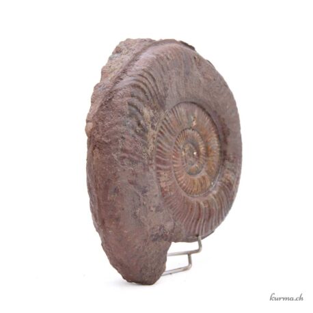 Brauner Ammonit - Mineralien - 2175gr