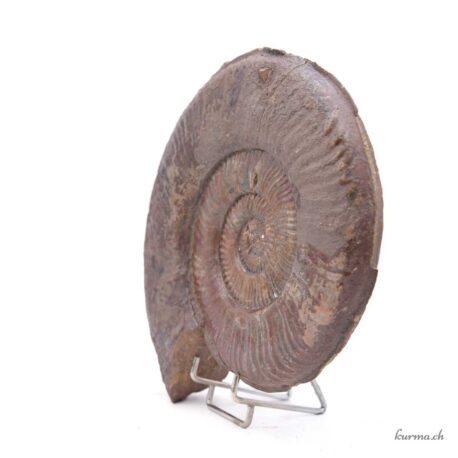 Brauner Ammonit - Mineralien - 2175gr