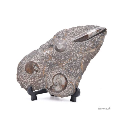 Ammoniti e Orthoceras - Minerali