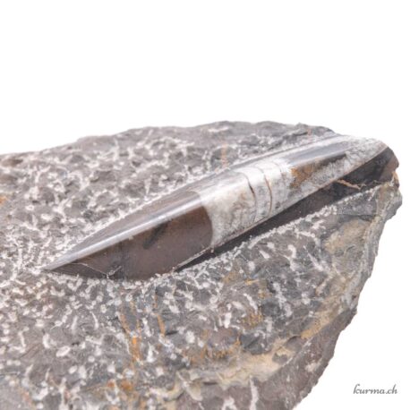 Ammoniti e Orthoceras - Minerali