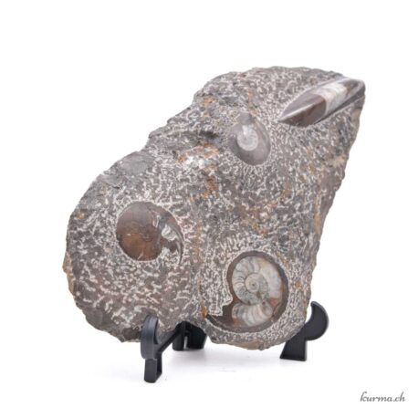 Ammoniti e Orthoceras - Minerali