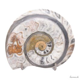 Ammonite - Minéraux - 272gr