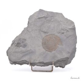 Ammonite sur Ardoise- Minéraux
