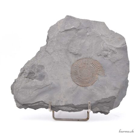 Ammonit auf Schiefer- Mineralien