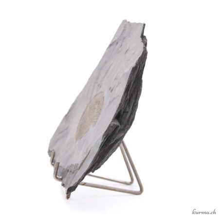 Ammonit auf Schiefer- Mineralien