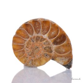 Ammonite - Minéraux - 16g