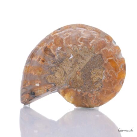 Ammonite - Minéraux - 16g