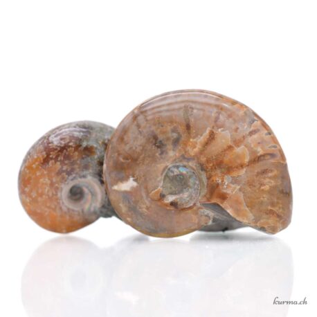 Ammonite Cleoniceras - Minéraux