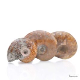 Ammonite Cleoniceras - Minéraux