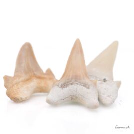 Dent de requin fossilisée - Minéraux - Taille M
