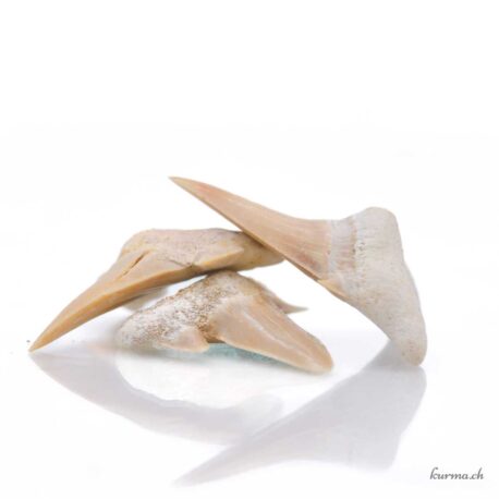 Fossilized Shark Tooth - Minerals - Size M