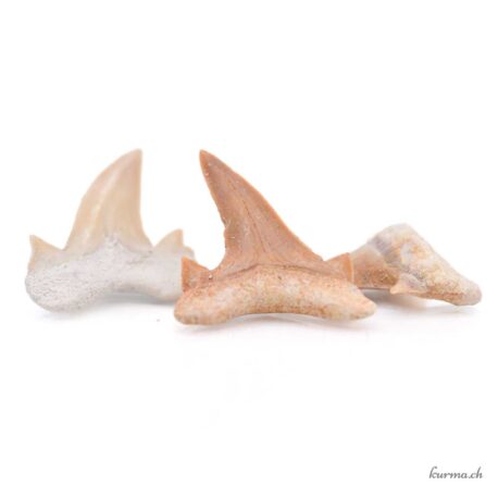 Dent de requin fossilisée - Minéraux - Taille S