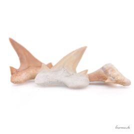 Dent de requin fossilisée - Minéraux - Taille S