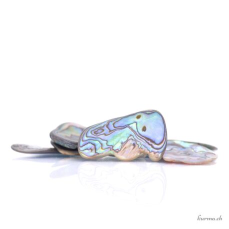 Abalone roulée en lot - 50gr